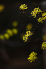 노란 산수유 꽃
