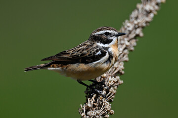 Whinchat // Braunkehlchen (Saxicola rubetra)