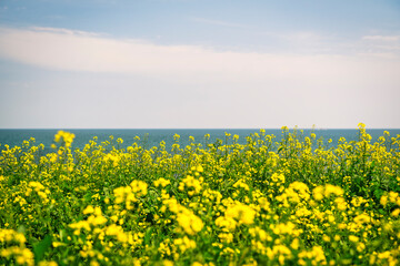 Rapeseed Flowers on the Beach of jeju Island
