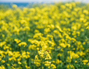 제주도 유채꽃과 꿀벌