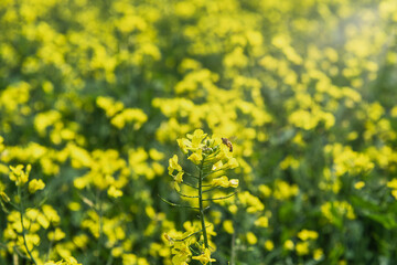 제주도 유채꽃과 꿀벌