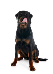 rottweiler in studio