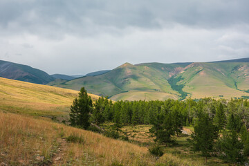 Dramatic view to coniferous forest and high mountain range in sunlight in changeable weather. Colorful mountain landscape with green forest and sunlit hills against large mountains under cloudy sky.