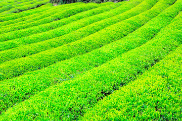 Green tea farm.