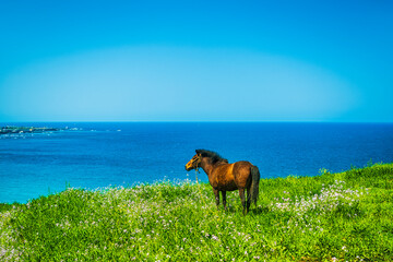 a horse looking out at the sea from the beach grass. Jeju-island.