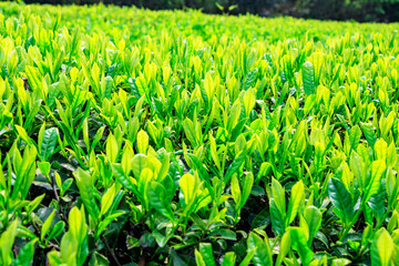 Green tea farm.