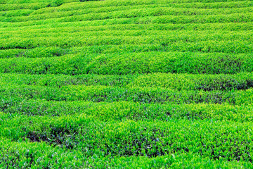 Green tea farm.