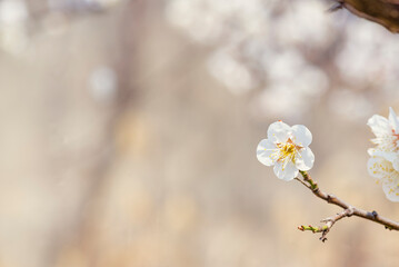 close up of apricot. plum.