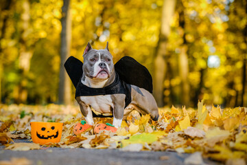 American Bully dog dressed in a costume for the celebration of Halloween. A dog in a vampire bat costume.