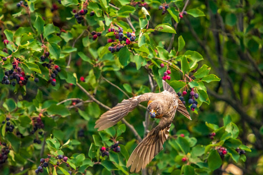 Robin In Flight