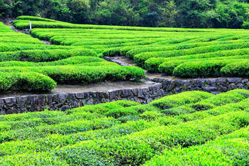 Green tea farm.