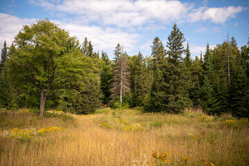 landscape with trees