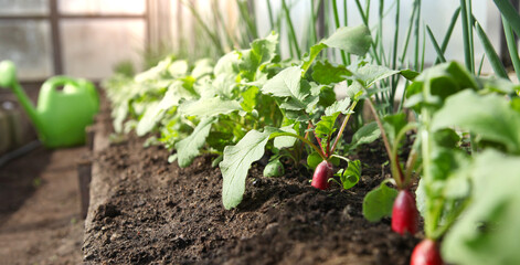 Watering a ripe radish in a greenhouse.