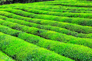 Green tea farm.