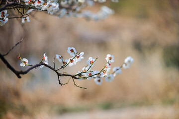 the japanese apricot flowers 