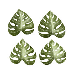 watercolor leaf vector collection