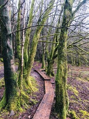 Magical walking path between rows of beautiful green moss-covered trees in a fairytale forest. Slieve Bloom Mountains, Best Hikes in Ireland