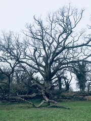 Beautiful Old King Oak, a tree in Charleville Castle, Tullamore in Ireland, from the ancient oak forests. It's 400+ years old. Best Irish scenery. Irish trees  © Anastasiia