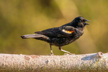 blackbird on a branch