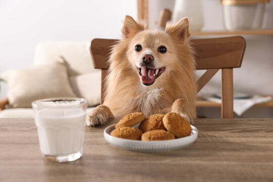Cute Pomeranian spitz dog at table with cookies and milk indoors