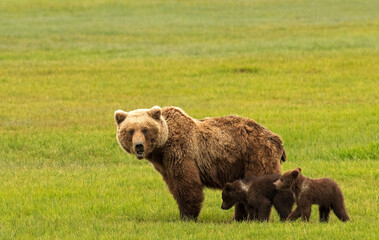 Grizzly Bear sow with cubs