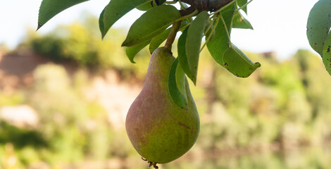 Natural pear on branch in nature. Food concept.