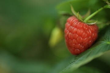 Raspberry bush with tasty ripe berry in garden, closeup