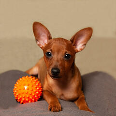 A playful puppy with a ball.