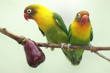 Naklejka na ściany i meble A pair of lovebirds are perched on a branch of a pink Malay apple tree. This bird which is used as a symbol of true love has the scientific name Agapornis fischeri.