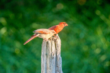cardinal mates together