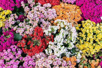 Background of multicolored Kalanchoe flowers
