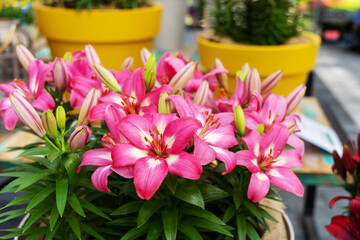 Pink lily flowers grow in a greenhous