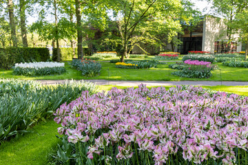 Flower bed with blooming tulips at the famous Keukenhof Gardens