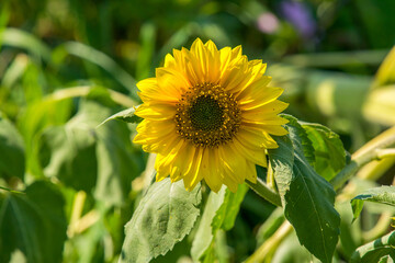 sunflower in the field