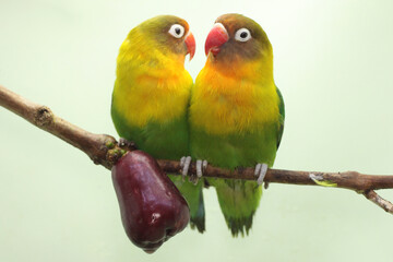Fototapeta na wymiar A pair of lovebirds are perched on a branch of a pink Malay apple tree. This bird which is used as a symbol of true love has the scientific name Agapornis fischeri.