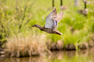 female mallard flying over a pond