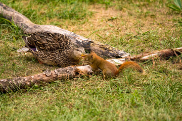 animal on the ground