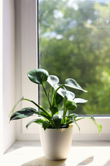 Beautiful houseplant with green leaves in pot on white window sill indoors © New Africa