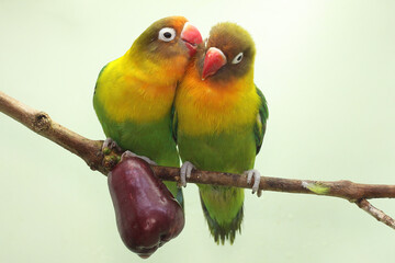 Obraz na płótnie Canvas A pair of lovebirds are perched on a branch of a pink Malay apple tree. This bird which is used as a symbol of true love has the scientific name Agapornis fischeri.