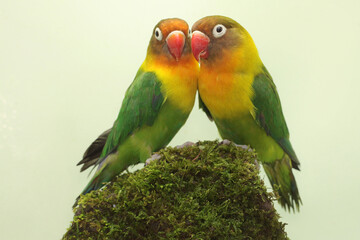 Fototapeta na wymiar A pair of lovebirds are foraging on moss-covered ground. This bird which is used as a symbol of true love has the scientific name Agapornis fischeri.