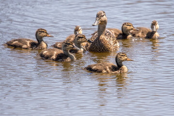 family of ducks