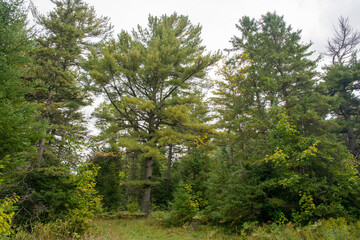 trees in the forest