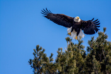 american bald eagle