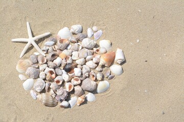 Beautiful starfish and sea shells on sandy beach, flat lay. Space for text