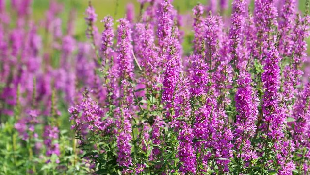 Purple loosestrife flowers on a meadow in summer