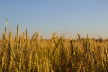Beautiful agricultural field with ripening wheat, closeup