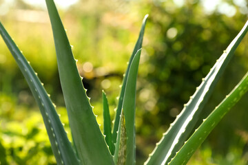 Closeup view of beautiful aloe vera plant outdoors on sunny day