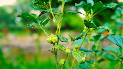 Fototapeta premium Ashwagandha known as Withania somnifera plant growing. Indian powerful herbs, poison gooseberry, or winter cherry. Ashwagandha herb benefits for weight loss, healthcare and reduce stress