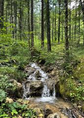 Bergbach mit kleinem Wasserfall im Laubwald im Sommer, Alpen, Bayern, Deutschland