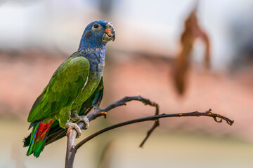 A blue-headed and red-tailed Amazonian parrot